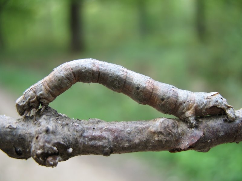 Bout de bois ou chenille !